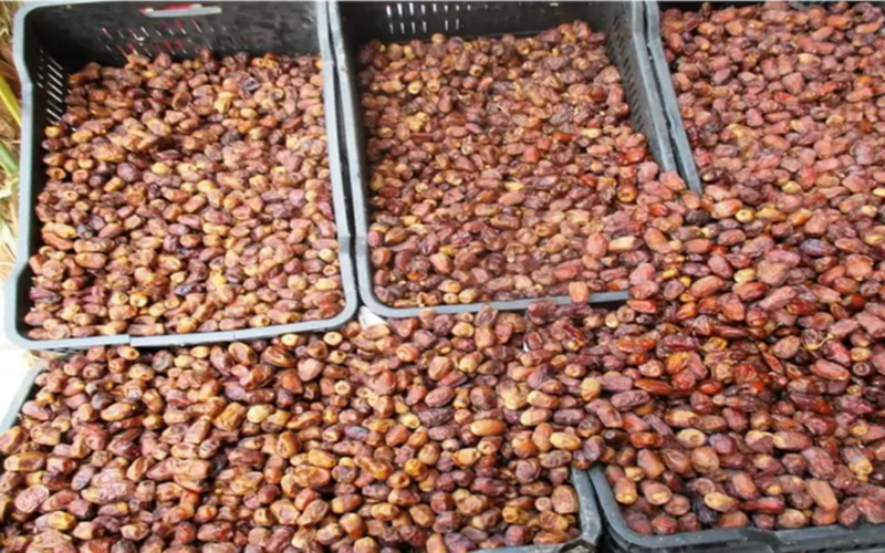 تحديث أسعار البلح السيوي قرب رمضان 2026 بعروض ونصائح شراء